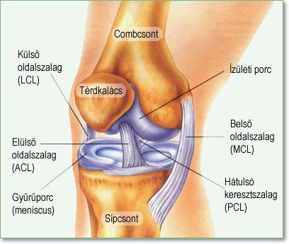 térdízület betegségek)